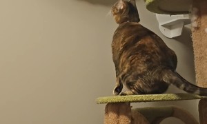 Cat Gets Stuck Playing In Wall-Mounted Furniture