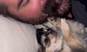 Puppy Plays With Owner's Mustache