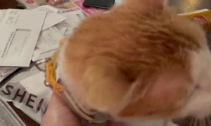 Anyone Else’s Cat Have a Lick Button?