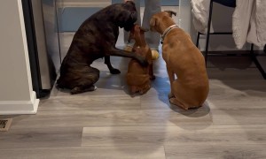 Big Sis Ivy Helping Little Sis Lilly Out