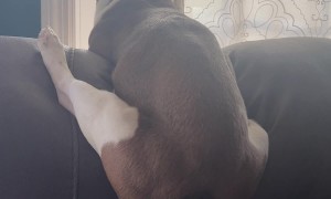 Louie Has a Funny Way of Staring Out the Window