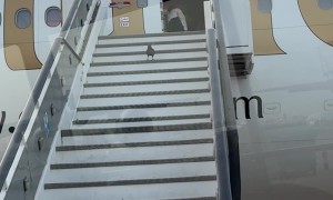 Little Bird Needs a Boarding Pass