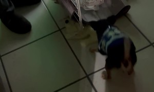 Puppy Pulls Toy And Knocks Laundry Down