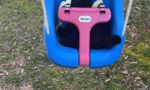 Black Cat Swings in Bucket Seat