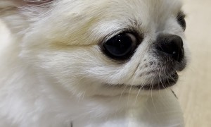 Puppy Is Protective Of Soccer Ball