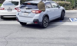 Bees Swarm On Parked Car
