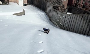 Miniature Schnauzer Slips and Slides in New Boots