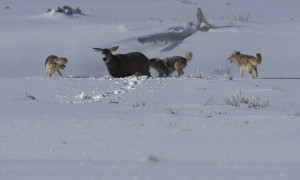 3 Coyotes Attack Mule Deer in Yellowstone National Park