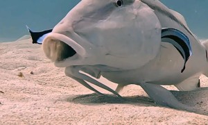 Cleaning Pit Stop For Goatfish