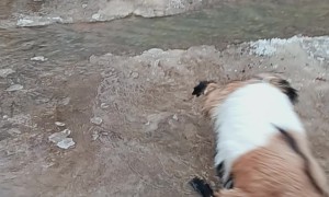 Fainting Goat Fails to Cross Water