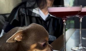 Dog Brings His Own Food To Restaurant