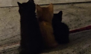 Kittens Cuddle Below TV Set