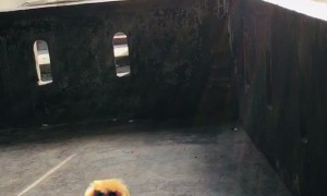 Long-tailed Macaque Confounded By Toy Dog