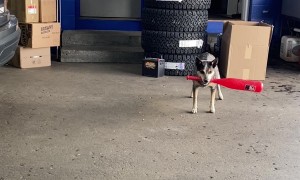 Hockey Baseball With Cattle Dog