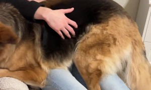 German Shepherd Cuddles On Dad's Lap