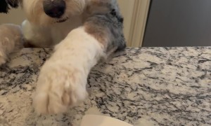 Bernedoodle Tries to Snag Waffles