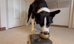 Border Collie Places Coins In Pot Of Gold