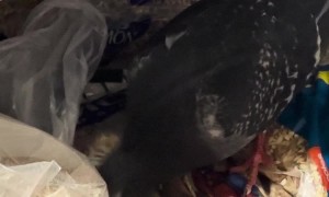 Pigeon Eats From Bird Seed Bag in Store