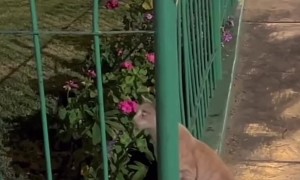 Cat Stalks Mouse Perched on Park Fence