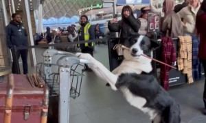 Border Collie Poses At Platform 9 3/4