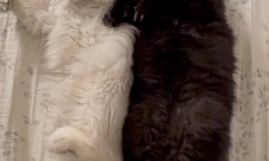 Moon and Ember Cuddle With Each Other