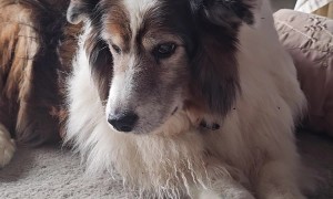 Dieting Dog Sneaks Kibble Away In Mouth