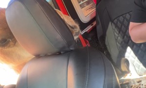 Hungry Camel Causes Chaos at Drive-Through Zoo