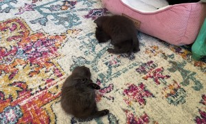 Three Rambunctious Kittens Play On Carpet