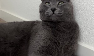 Medication Turns Cat Into a Goofball