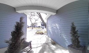 Herd of Deer Smash Into Glass Door