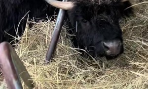 Cow Gets Head Stuck In Hay Rack