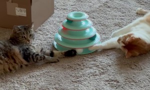 Cats Compete Over Ball On Shared Toy