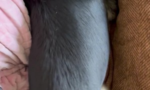 Dog Finds Cozy Spot Beneath Owner