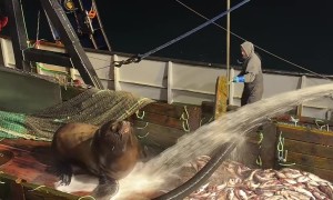 Sea Lion Finds Free Food on Fishing Boat