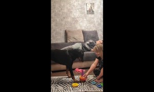 Owner Tells Dog To Wake Snoring Husband