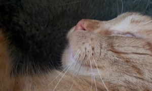 Cat Dreams Of Drinking Milk