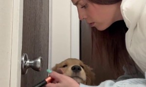 Puppy Stays Still For Pretend Makeover