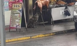 Sneaky Dog Eats Roasted Pig