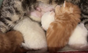 Conure Wants to Cuddle With Mom Cat And Kittens