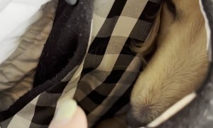 Stowaway Mini Dachshund Sleeps In Purse