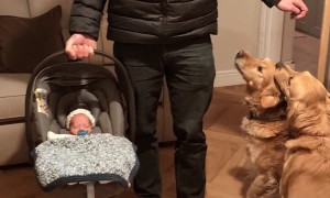 Two Goldens Introduced To Newborn Son