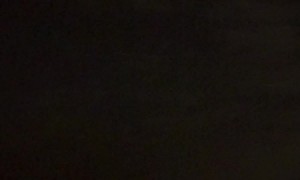 Sea Bird Illuminated By Cruise Ship Dives Into Water