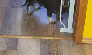 Old Dog Confused By Easy Obstacle
