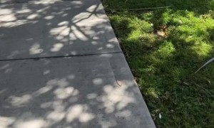 Freshly Laid Chicken Egg On Sidewalk