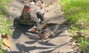 Feeding Eggs To Large Goanna In Yard