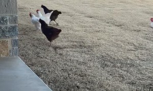 Wind Threatens To Blow Chickens Away