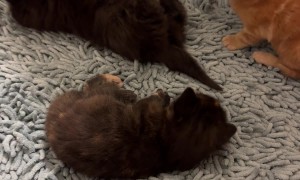 Clumsy Kittens Kick In Lower Case