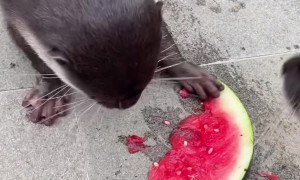 Otters Messily Eat Watermelon
