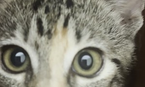 Playful Kitten Demonstrates Vase's Acoustics