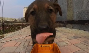 Workers Feed Puppies With Toy Truck
